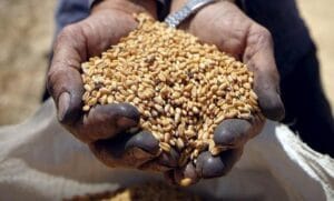 Egito compra quase meio milhão de toneladas de trigo russo